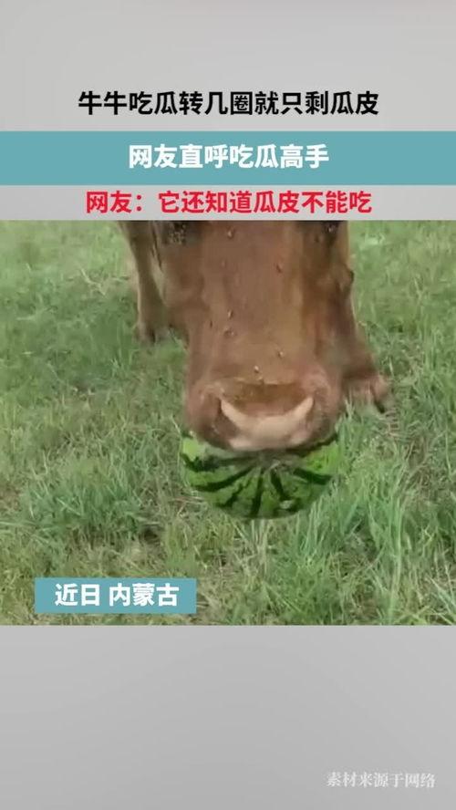 牛牛ai吃瓜,揭秘吃瓜界的智能新势力