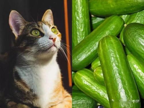 猫吃脆瓜,脆瓜诱惑下的味蕾之旅