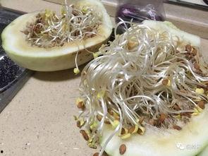 吃三白瓜发胖吗,吃三白瓜真的会发胖吗？