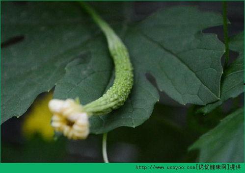 做人流什么瓜可以吃,哪些瓜果助力身体恢复