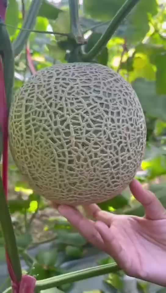 玲珑瓜怀孕可以吃吗,安全与营养两不误