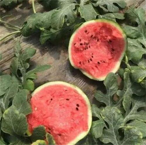 吃麒麟瓜腹泻,美味与腹泻的微妙平衡