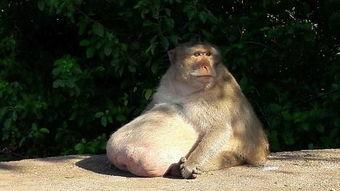 吃瓜成了猴子,瓜农变身猴王传奇