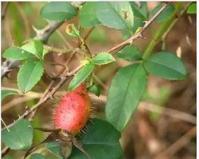 瓜栗的果实可以吃吗,美味可口的天然美食探索