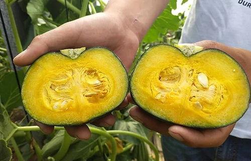 吃贝贝瓜减肥能吃吗,健康美味两不误的减肥选择