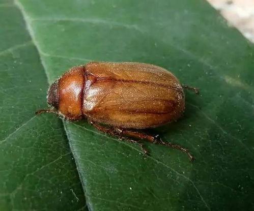 草金吃小瓜虫,战胜小瓜虫的神奇策略