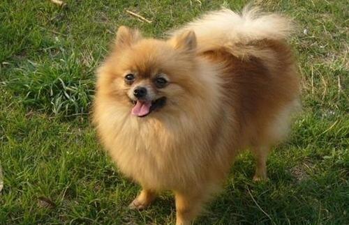 博美犬可以吃老瓜,老瓜的妙用与营养