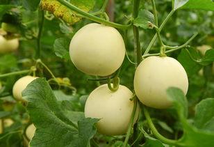 中一个吃瓜什么,那些年我们吃过的瓜