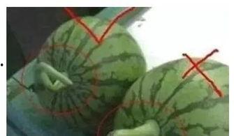 明明吃瓜吃到自己的瓜,吃瓜吃到自己瓜的尴尬瞬间