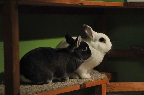 兔子吃瓜吐瓜子,趣味揭示植物传播奥秘