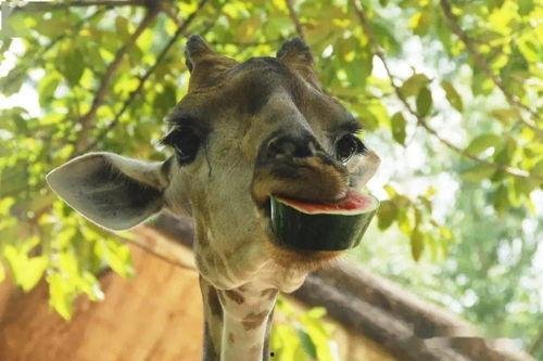 夏日吃瓜指南doc,夏日吃瓜指南深度解析