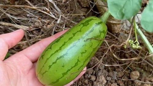 自由吃瓜简单,揭秘娱乐圈幕后真相