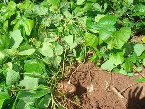 土瓜怎么吃止咳