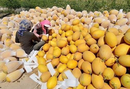 吃哈密瓜冒汗,甜蜜解暑，汗流浃背的清凉体验