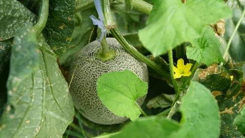 藤可以吃的瓜,探寻可食用的瓜类宝藏