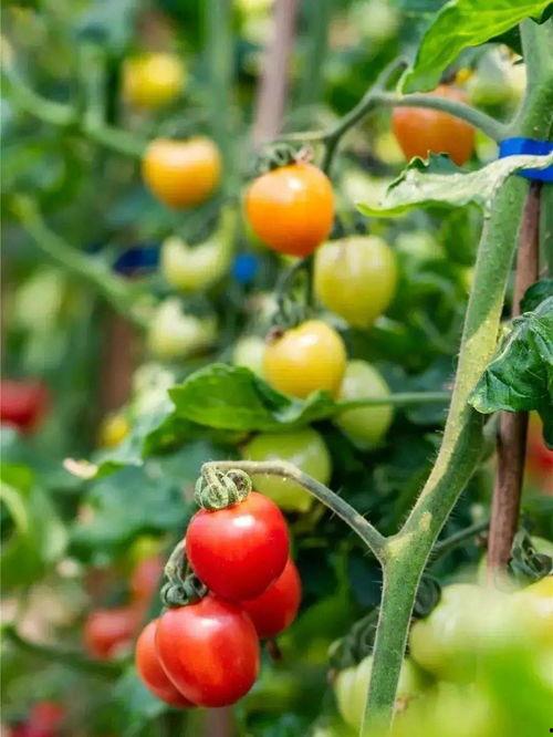 无锡地产吃瓜,吃瓜群众视角下的市场动态