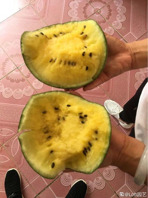 吃一个小蜜瓜,一口小蜜瓜，甜蜜满溢心间