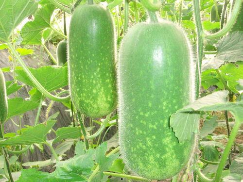 627吃瓜,网络舆论的狂欢与反思