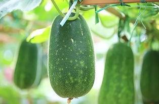 三伏吃三瓜是那三瓜,夏季消暑养生的三大佳品