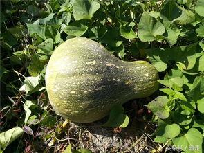 藤薯瓜怎么吃,探索美味与营养的完美结合