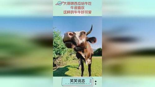 牛牛直播吃瓜,一场别开生面的吃瓜盛宴