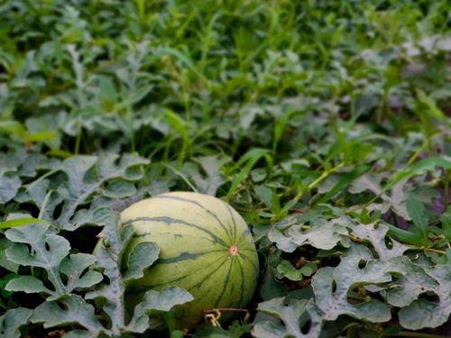 乡村吃瓜日常,吃瓜日常的悠闲时光