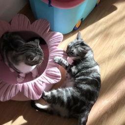 飞天喵吃瓜,揭秘娱乐圈那些不为人知的幕后故事