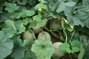 哈密瓜可以当瓜子吃吗,揭秘当瓜子的奇妙之旅