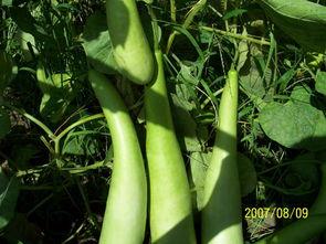 子奇吃瓜,揭秘娱乐圈幕后故事