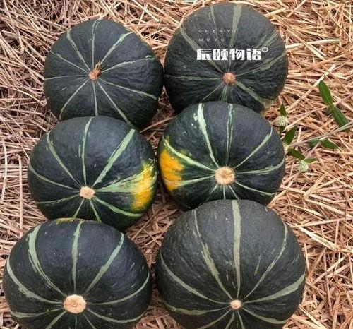 辰辰奶奶吃瓜,品味田园乐趣