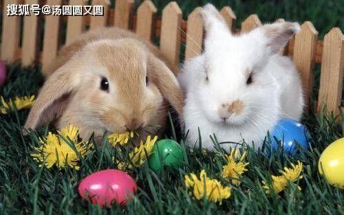 兔圈吃瓜群,揭秘网络社交圈的趣味与争议