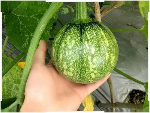 小皮筋吃瓜,揭秘娱乐圈的甜蜜与苦涩