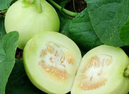 米修吃瓜后续,揭秘娱乐圈风云再起