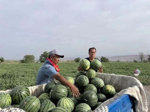 垦利区吃瓜事件,一场引发热议的网络狂欢与反思