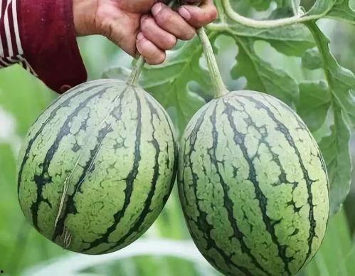 吃瓜超越生理极限,揭秘吃瓜界的超凡力量