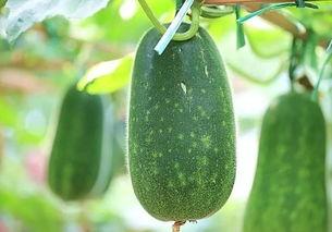 夏季吃瓜还是秋季吃瓜好