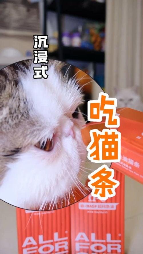 猫沉浸式吃瓜,一场猫界的热闹“瓜田”