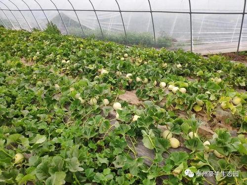 17每日吃瓜大赛,揭秘娱乐圈幕后风云