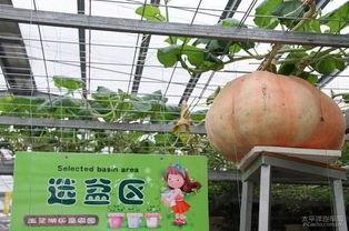 吃瓜群众小木屋,网络热点的背后故事