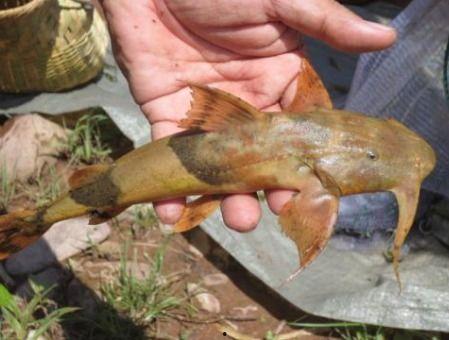 壮鱼吃瓜,探寻水中美食家的独特食趣